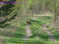 Разведка боем: Елизаветинка.