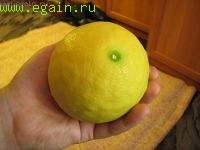 Цитрусовые на подоконнике Цитрусовые на подоконнике