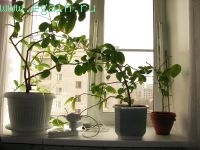 Цитрусовые на подоконнике Цитрусовые на подоконнике