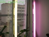 Цитрусовые на подоконнике Цитрусовые на подоконнике