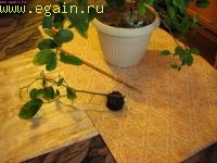 Цитрусовые на подоконнике Цитрусовые на подоконнике