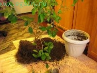 Цитрусовые на подоконнике Цитрусовые на подоконнике