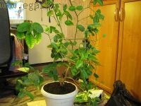Цитрусовые на подоконнике Цитрусовые на подоконнике