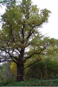 Осенний Никола-Ленивец. Осенний Никола-Ленивец.