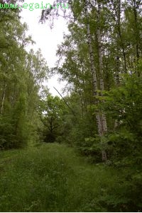 К памятнику в Выползово. К памятнику в Выползово.