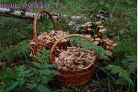 Сага об опятах. Грибы Калужской области. Сага об опятах. Грибы Калужской области.