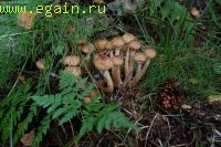 Сага об опятах. Грибы Калужской области. Сага об опятах. Грибы Калужской области.